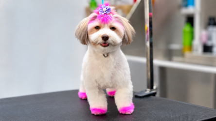 Groomed Pup with Pink Accents